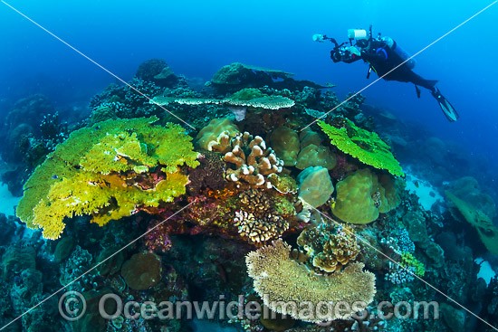 Coral Reef Christmas Island photo