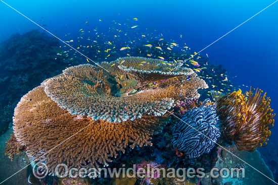 Underwater tropical seascape showing a mix of Acropora Corals and Crinoid Feather Stars at Christmas Island, Indian Ocean, Australia. Photo - Gary Bell