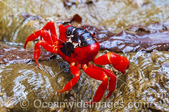 Christmas Island Red Crab (Gecarcoidea natalis). This land crab is endemic to Christmas Island and the Cocos (Keeling) Islands, Indian Ocean, Australia. Photo taken on Christmas Island. Photo - Gary Bell