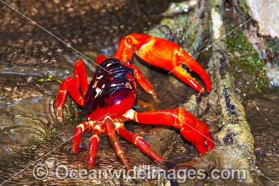 Christmas Island Red Crab (Gecarcoidea natalis). This land crab is endemic to Christmas Island and the Cocos (Keeling) Islands, Indian Ocean, Australia. Photo taken on Christmas Island. Photo - Gary Bell