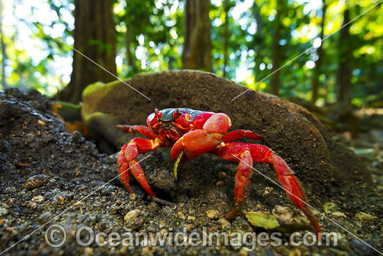 Christmas Island Red Crab Gecarcoidea natalis photo