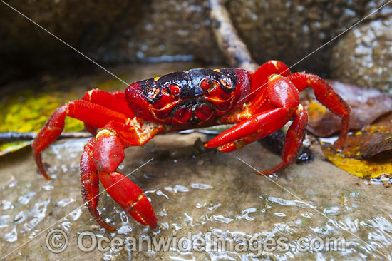 Christmas Island Red Crab photo Christmas Island Red Crab photo