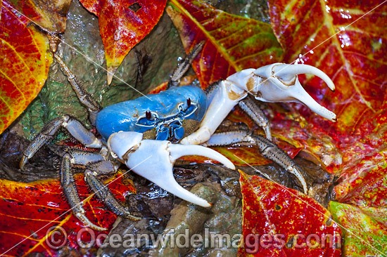 Blue Crab Discoplax hirtipes photo