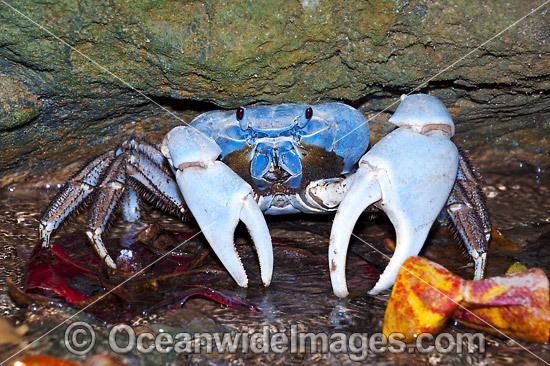 Blue Crab Discoplax hirtipes photo