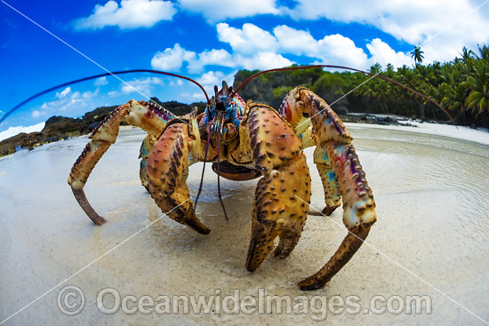Coconut Crab Christmas Island photo