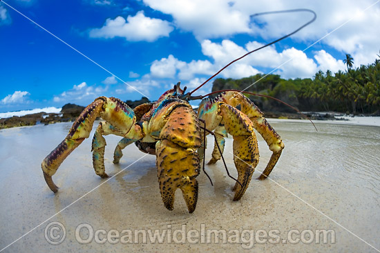 Coconut Crab Birgus latro photo