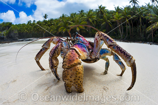 Robber Crab or Coconut Crab photo
