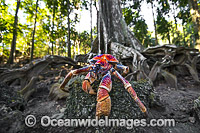 Robber Crab or Coconut Crab Photo - Gary Bell