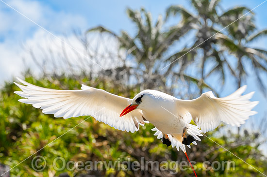Silver Bosunbird (Phaeton rubricauda westralis), in flight. Also known as Red-tailed Tropicbird in other parts of Australia. Photo was taken on Christmas Island, Indian Ocean, Australia. Photo - Gary Bell Silver Bosunbird (Phaeton rubricauda westralis), in flight. Also known as Red-tailed Tropicbird in other parts of Australia. Photo was taken on Christmas Island, Indian Ocean, Australia. Photo - Gary Bell