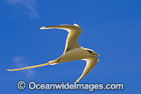 Golden Bosunbird Christmas Island Photo - Gary Bell