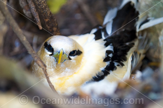 Golden Bosunbird Christmas Island photo