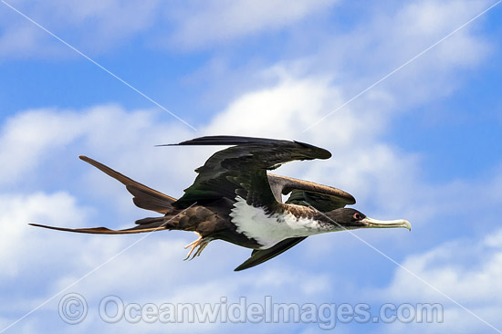 Christmas Island Frigatebird (Fregata andrewsii), in flight. World's rarest Frigatebird, which nests on Christmas Island, Indian Ocean, Australia. Listed as Critically Endangered on the IUCN Red List Photo - Gary Bell Christmas Island Frigatebird (Fregata andrewsii), in flight. World's rarest Frigatebird, which nests on Christmas Island, Indian Ocean, Australia. Listed as Critically Endangered on the IUCN Red List Photo - Gary Bell