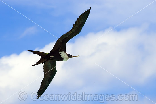 Christmas Island Frigatebird photo