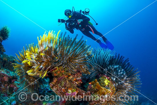 Scuba Diver and Feather Stars Christmas Island photo