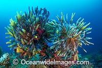 Feather Stars Christmas Island Photo - Gary Bell