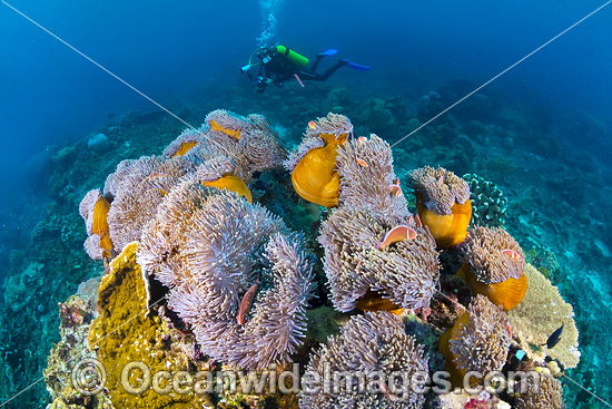 Sea Anemones Christmas Island photo