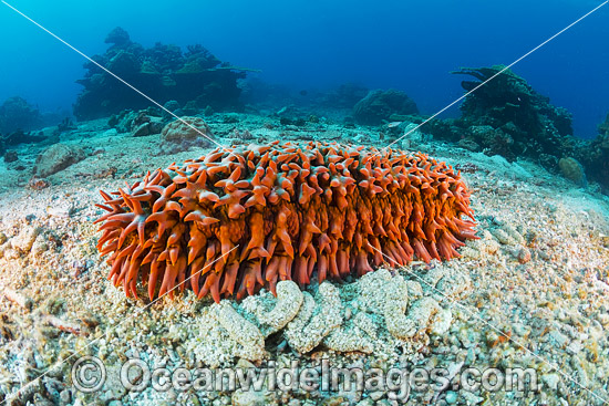 Sea Cucumber Christmas Island photo Sea Cucumber Christmas Island photo