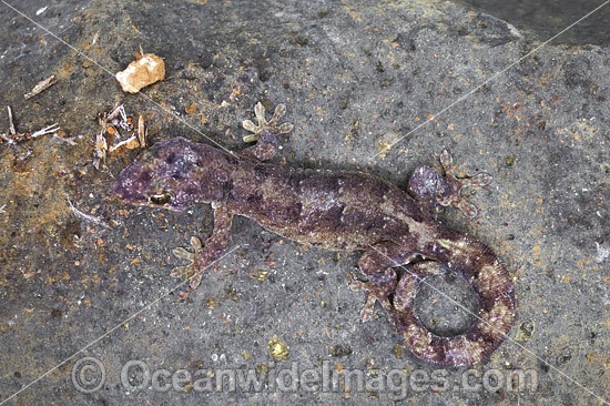 Lister's Gecko Lepidodactylus listeri Christmas Island photo