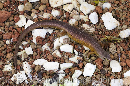 Endemic Christmas Island Whip-tail or Forest Skink (Emoia nativitatis). Captive specimen. Only animal known to exist. Photo taken Sept, 2013, at Christmas Island reptile breeding facility, Indian Ocean, Australia. Critically Endangered IUCN Red List. Photo - Gary Bell Endemic Christmas Island Whip-tail or Forest Skink (Emoia nativitatis). Captive specimen. Only animal known to exist. Photo taken Sept, 2013, at Christmas Island reptile breeding facility, Indian Ocean, Australia. Critically Endangered IUCN Red List. Photo - Gary Bell