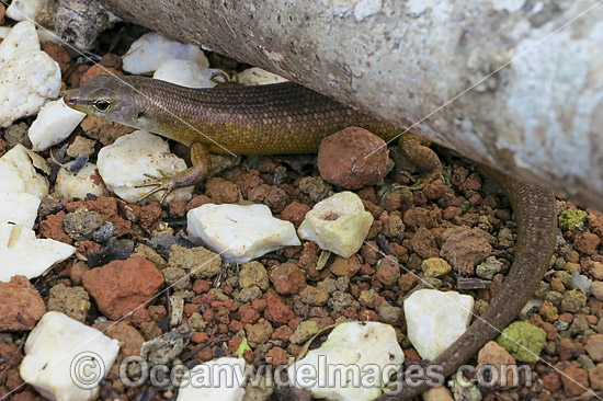 Endemic Christmas Island Whip-tail or Forest Skink (Emoia nativitatis). Captive specimen. Only animal known to exist. Photo taken Sept, 2013, at Christmas Island reptile breeding facility, Indian Ocean, Australia. Critically Endangered IUCN Red List. Photo - Gary Bell