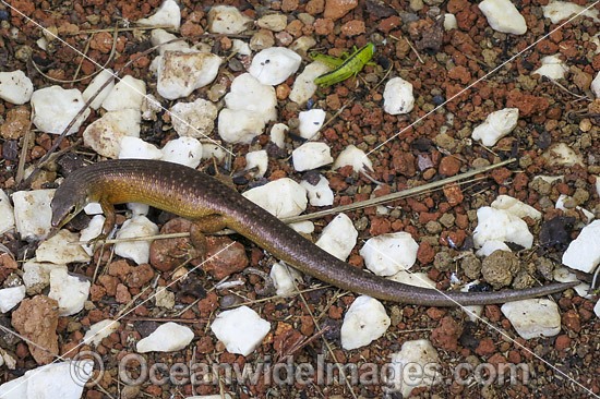 Endemic Christmas Island Whip-tail or Forest Skink (Emoia nativitatis). Captive specimen. Only animal known to exist. Photo taken Sept, 2013, at Christmas Island reptile breeding facility, Indian Ocean, Australia. Critically Endangered IUCN Red List. Photo - Gary Bell