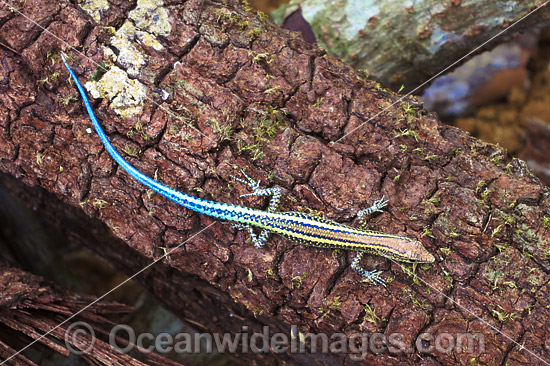 Endemic Christmas Island Blue-tailed Skink (Cryptoblepharus egeriae). Photo taken at Christmas Island, Indian Ocean, Australia. Photo - Gary Bell Endemic Christmas Island Blue-tailed Skink (Cryptoblepharus egeriae). Photo taken at Christmas Island, Indian Ocean, Australia. Photo - Gary Bell