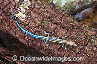 Blue-tailed Skink Cryptoblepharus egeriae Photo - Gary Bell
