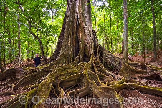 Giant Strangler Fig Tree, situated in the rainforest on Christmas Island, Indian Ocean, Australia. Photo - Gary Bell Giant Strangler Fig Tree, situated in the rainforest on Christmas Island, Indian Ocean, Australia. Photo - Gary Bell