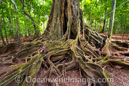 Robber Crab (Birgus latro) on the buttress roots of a giant Strangler Fig Tree, situated in the rainforest on Christmas Island, Indian Ocean, Australia. Photo - Gary Bell Robber Crab (Birgus latro) on the buttress roots of a giant Strangler Fig Tree, situated in the rainforest on Christmas Island, Indian Ocean, Australia. Photo - Gary Bell