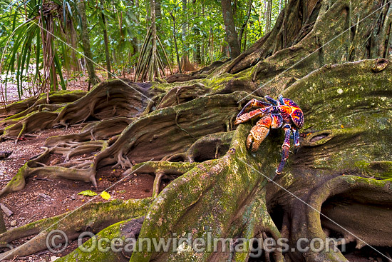 Robber Crab (Birgus latro) on the buttress roots of a giant Strangler Fig Tree, situated in the rainforest on Christmas Island, Indian Ocean, Australia. Photo - Gary Bell Robber Crab (Birgus latro) on the buttress roots of a giant Strangler Fig Tree, situated in the rainforest on Christmas Island, Indian Ocean, Australia. Photo - Gary Bell