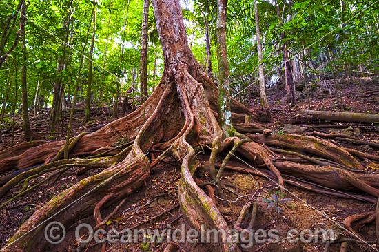 Buttress Tree Christmas Island photo