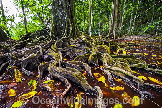 Rainforest Christmas Island photo