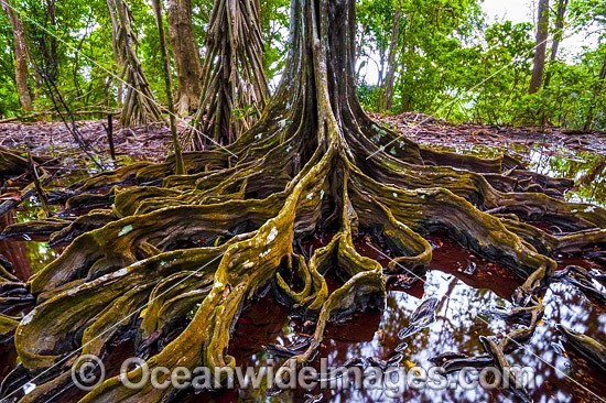 Christmas Island Buttress Tree photo