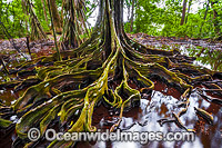 Buttress Tree Christmas Island Photo - Gary Bell