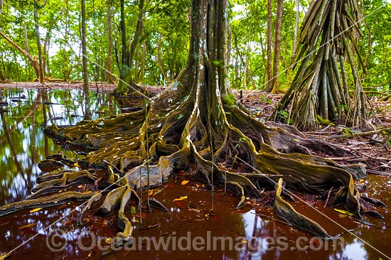Christmas Island Rainforest and Natural spring photo
