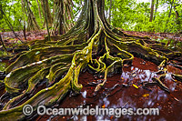 Buttress Tree Christmas Island Photo - Gary Bell