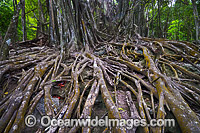 Curtain Stranger Fig Tree Photo - Gary Bell