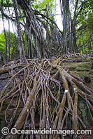 Curtain Stranger Fig Tree Photo - Gary Bell