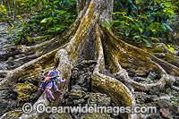 Robber Crab on Buttress Tree Photo - Gary Bell