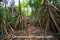 Rainforest track Christmas Island Photo - Gary Bell