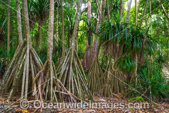 Pandanus Forest Christmas Island photo