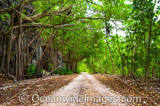 Rainforest track Christmas Island photo