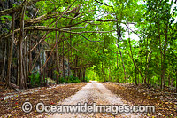 Rainforest track Christmas Island Photo - Gary Bell