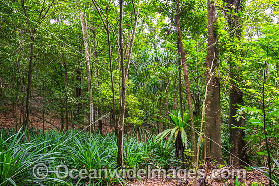 Rainforest vegitation, situated on Christmas Island, Indian Ocean, Australia. Photo - Gary Bell Rainforest vegitation, situated on Christmas Island, Indian Ocean, Australia. Photo - Gary Bell