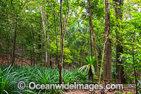 Rainforest Christmas Island Photo - Gary Bell