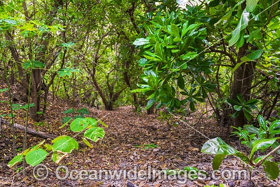 Hibiscus Forest Christmas Island photo