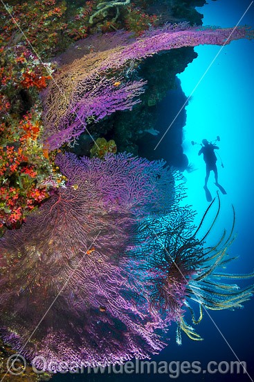 Scuba Diver Christmas Island photo