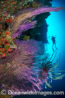 Scuba Diver Christmas Island Photo - Gary Bell