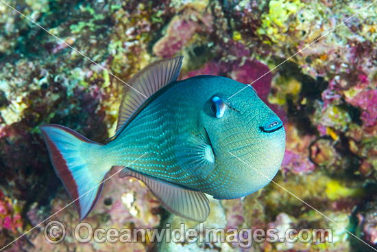 Gilded Triggerfish (Xanthichthys auromarginatus), female. Found at Mauritius to Hawaii, and New Calendonia to Ryukyu Islands. Photo taken at Christmas Island, Australia. Photo - Gary Bell