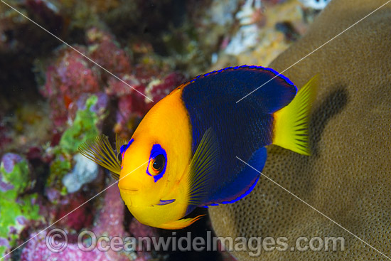 Cocos Angelfish (Centropyge joculator). Found only at Cocos-Keeling Islands and Christmas Island, Western Indian Ocean, Australia. Photo - Gary Bell